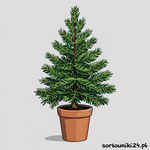 Żywa choinka po świętach: co z nią zrobić, żeby nie trafiła do zmieszanych?